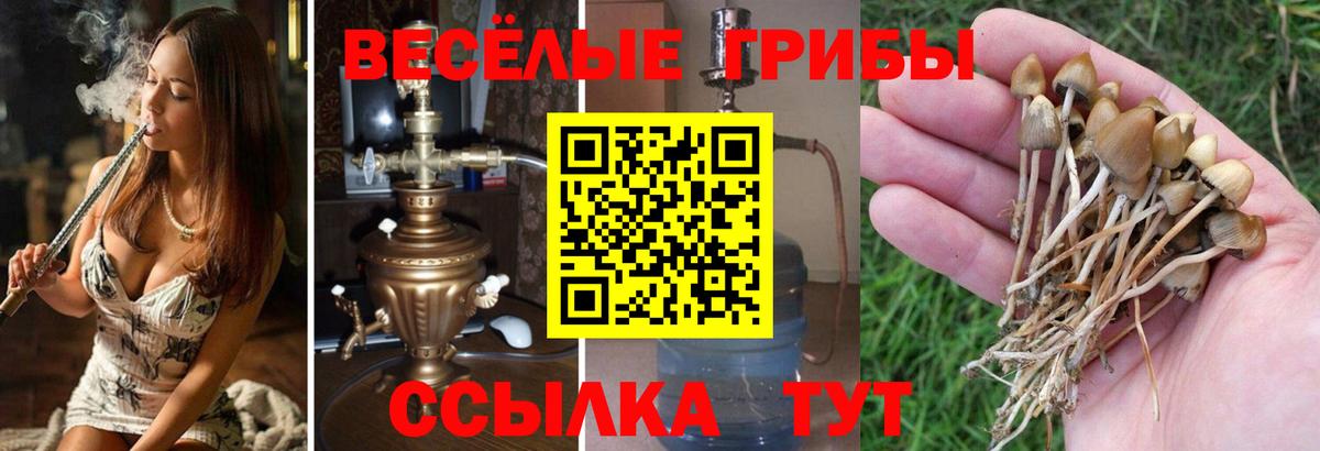 Псилоцибиновые грибы мицелий Красноперекопск